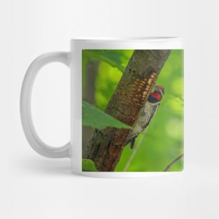 Yellow-bellied Sapsucker Mug